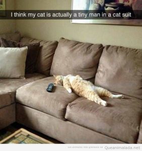 Foto graciosa gato tumbado en el sofá