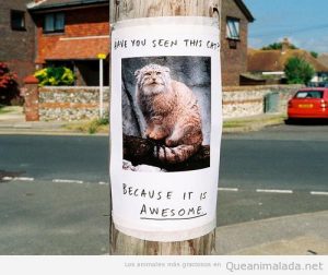 Fotos y memes graciosos de el gato montés 2
