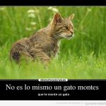Los memes y fotos más divertidas de gatos monteses