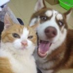 Selfie gracioso de un gato y un perro