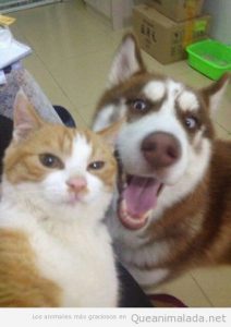 Selfie gracioso de un gato y un perro