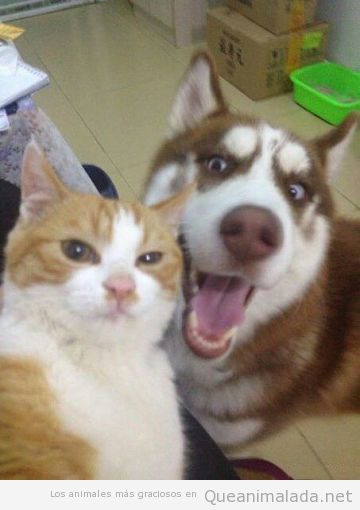 Un perro y un gato se hacen un selfie y lo clavan!
