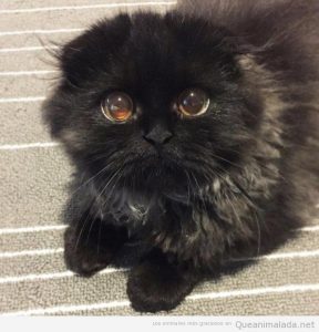 Foto bonita gato con ojos adorables 2
