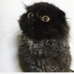 Foto bonita gato con ojos adorables
