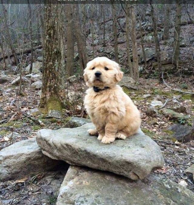 Foto graciosa cachorro de Golden en el bosque
