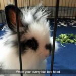 Foto graciosa conejo con el pelo despeinado