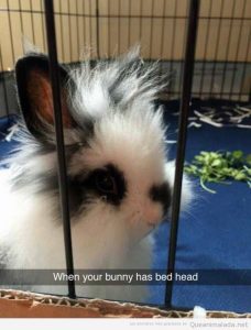 Foto graciosa conejo con el pelo despeinado
