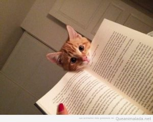 Foto graciosa gato asomado a un libro