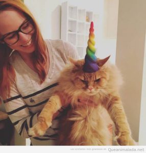 Foto graciosa gato enfadado con unicornio