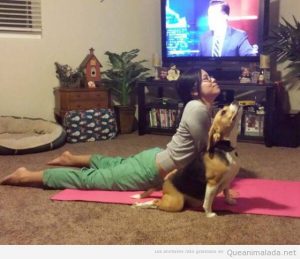 Foto graciosa perro yoga en la postura del perro