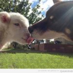 Este beso entre un corderito y un perro te animarán el día!