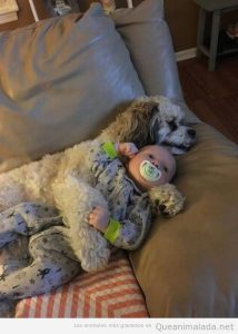 Foto bonita perro cuidando a un bebé