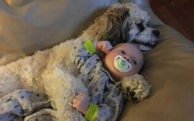 Por si no te había quedado claro que los perros son geniales cuidando de bebés