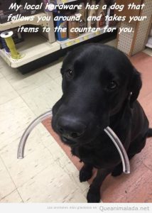 Foto graciosa de un perro que ayuda en una tienda