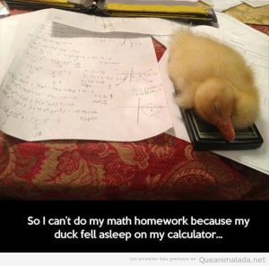 Foto graciosa pato dormido encima de una calculadora
