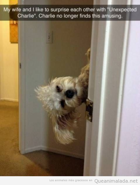 Foto graciosa perro asomado a la puerta