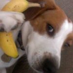 Foto graciosa perro llamando por teléfono con un plátano