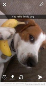 Foto graciosa perro llamando por teléfono con un plátano