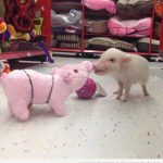 Cuando un cerdo bebé se encuentra con un peluche igualito que él...