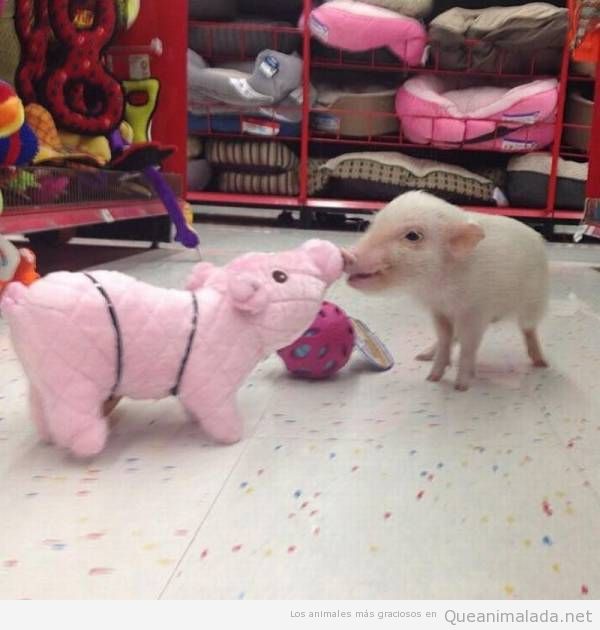 Cuando un cerdo bebé se encuentra con un peluche igualito que él…