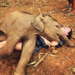 Un elefante bebé encima de un turista...