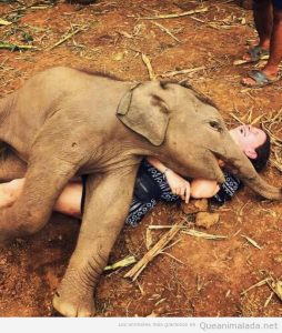 Foto bonita elefante bebé encima de un turista