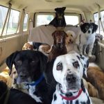 Foto bonita furgoneta llena perros