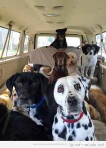Foto bonita furgoneta llena perros