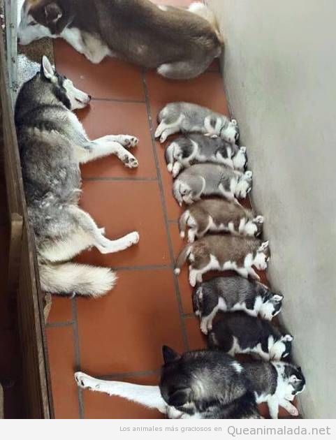 Escalera de color hecha con cachorros de husky