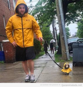 Foto bonita hombre y perro con chubasquero amarillo bajo la lluvia