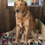 Foto graciosa perro dando de mamar a sus cachorros