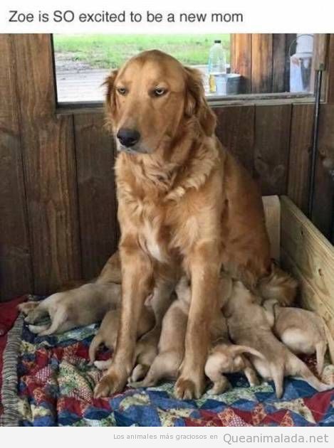 Buf qué emocionte y divertido es ser madre de 7 cachorros!