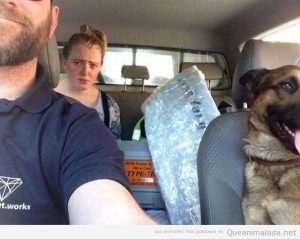 Foto graciosa novia y perro en el coche