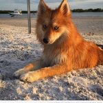 El perro - zorro, una mezcla entre Husky y Pomeranian