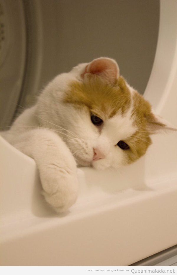 Foto graciosa gato triste dentro lavadora