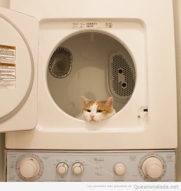Foto graciosa gato triste dentro lavadora 2