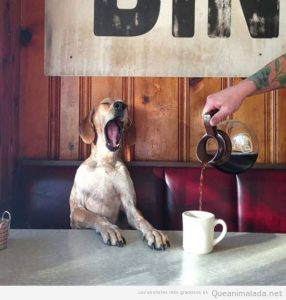 Foto graciosa perro tomando café en un bar