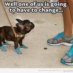 Foto graciosa perro zapatillas deportivas