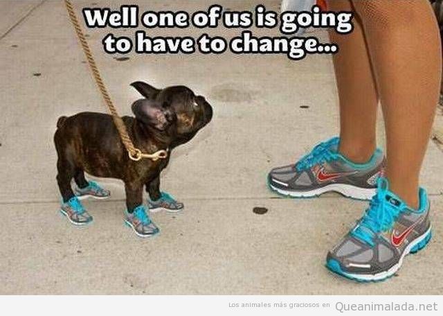 Foto graciosa perro zapatillas deportivas