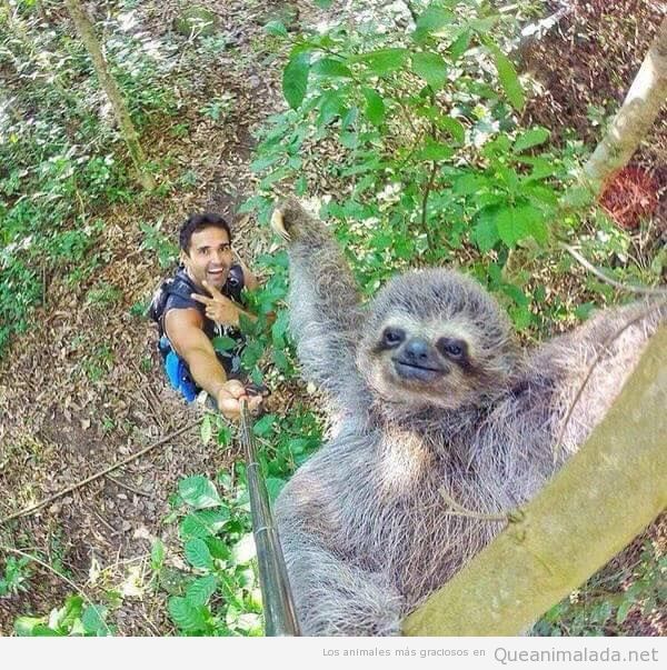 Foto graciosa, selfie con un perezoso