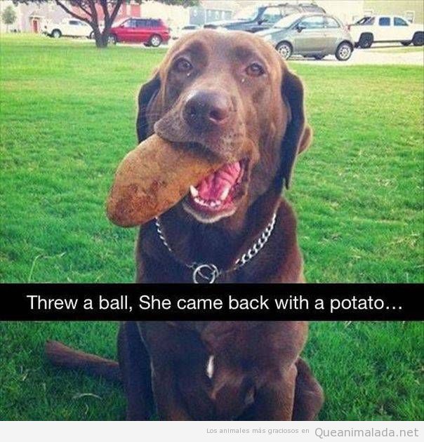Snapchat gracioso perro con una patata