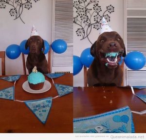 Foto graciosa perro cumpleaños con pastel azul
