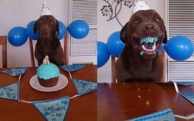 Es el cumple de tu perro y le preparas un pastel azul…