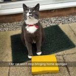 Foto graciosa gato trae esponjas a casa