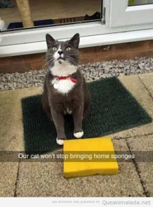 Foto graciosa gato trae esponjas a casa