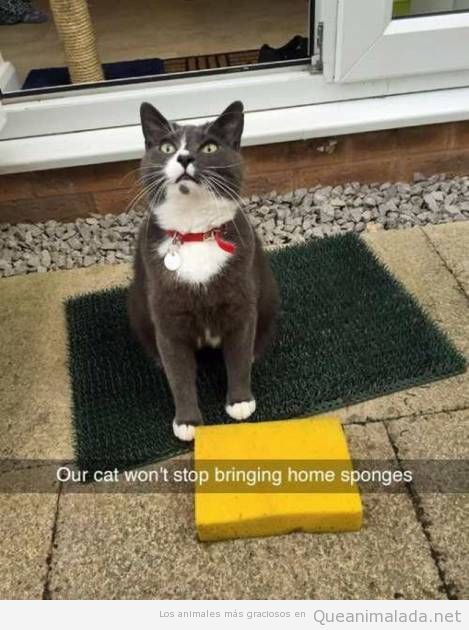 Este gato no para de traer esponjas a casa…