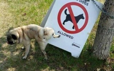 Como que «Prohibido perros»? Te vas a enterar…