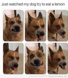 Fotos graciosas de un perro comiendo un limón