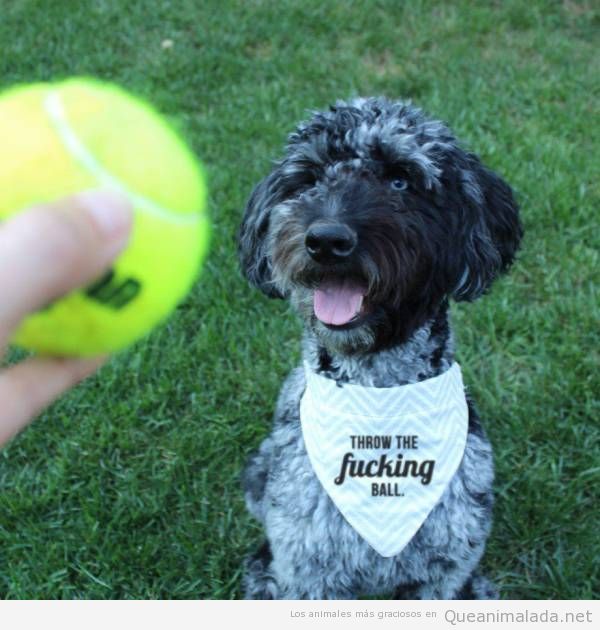 Pañuelo gracioso para perros con mensaje de tirar la pelota