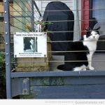 Foto divertida cartel de gato